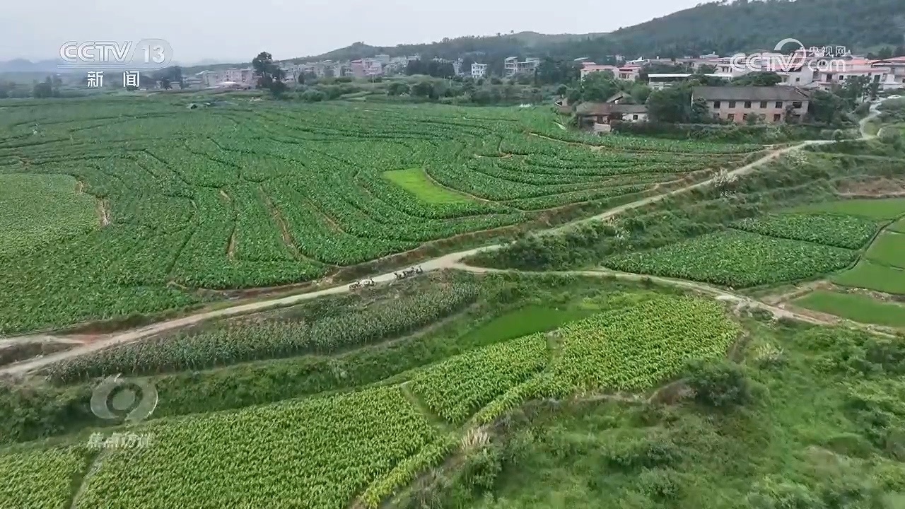 焦点访谈|两套台账、虚报数据!湖南江华水稻种植面积造假调查 焦点访谈|两套台账、虚报数据!湖南江华水稻种植面积造假调查