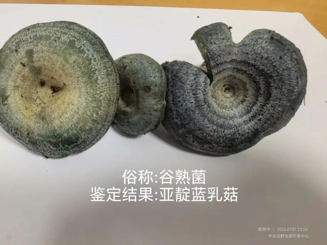 昆明市场上新5种陌生野生菌!可以吃! 昆明市场上新5种陌生野生菌!可以吃!
