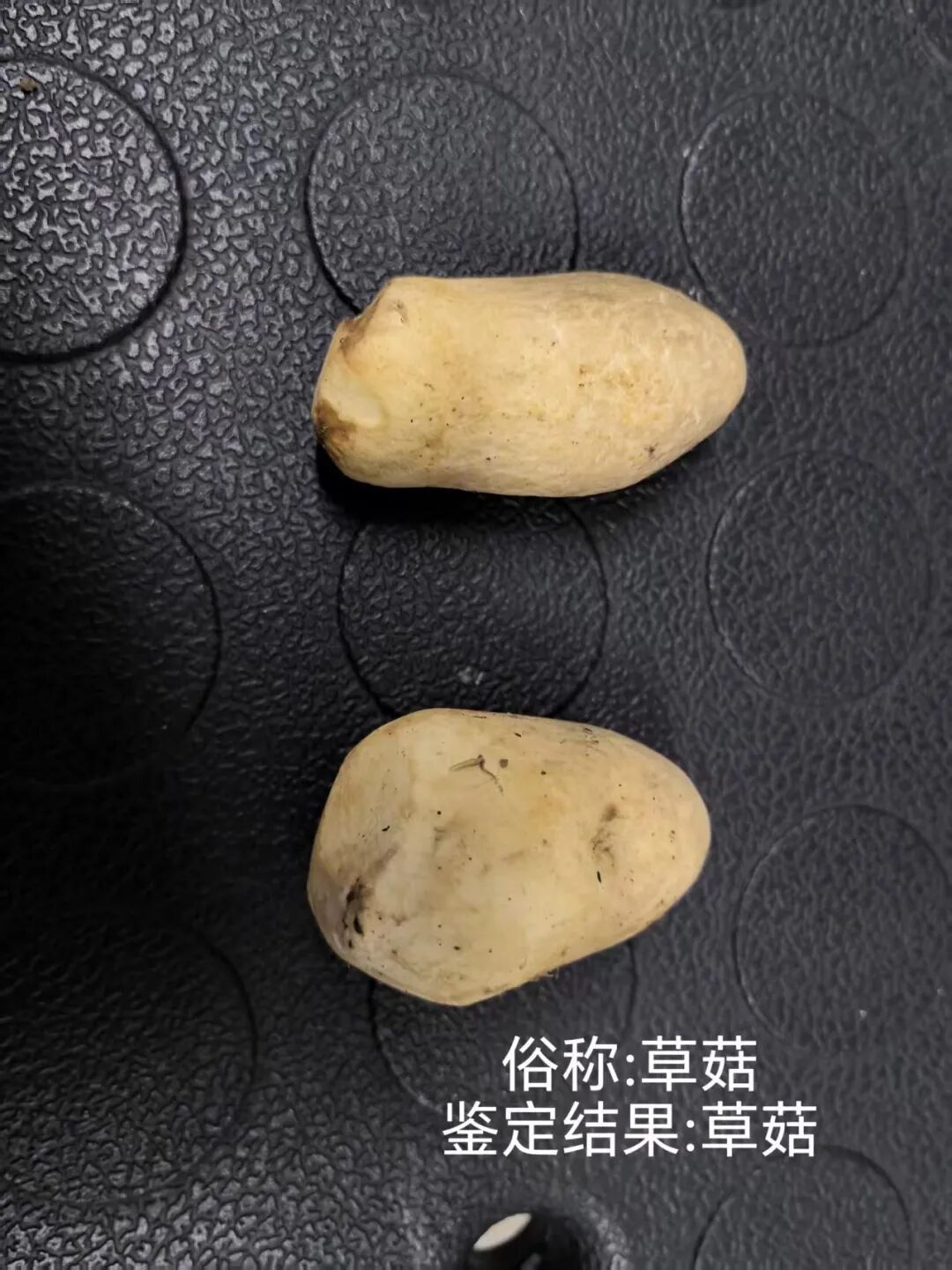 上新！云南野生菌可食菌种+5