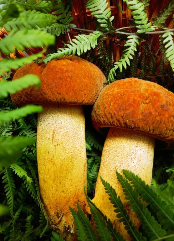 上新！云南野生菌可食菌种+5
