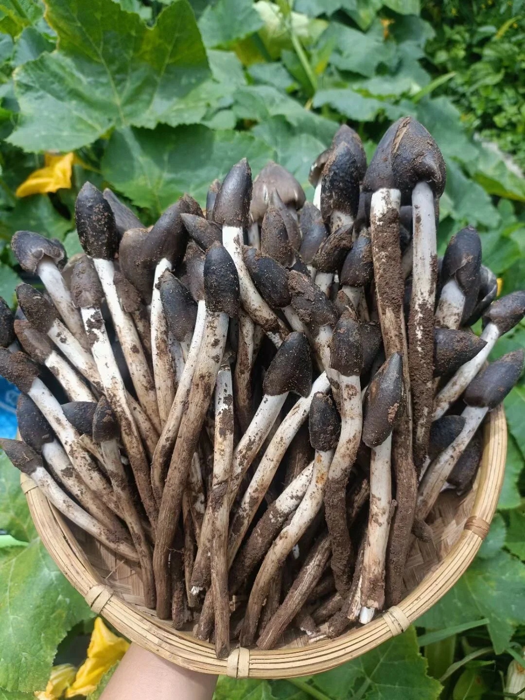 上新！云南野生菌可食菌种+5