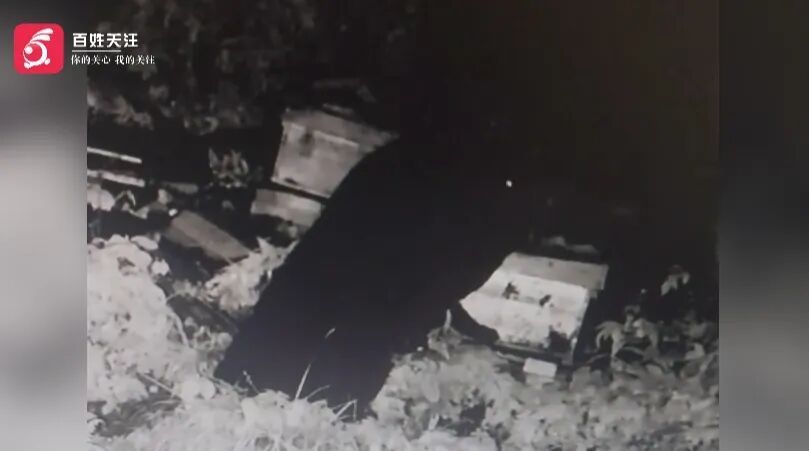 “熊出没”!西安一黑熊半夜闯入蜂场偷吃蜂蜜,养殖户损失超千元 “熊出没”!西安一黑熊半夜闯入蜂场偷吃蜂蜜,养殖户损失超千元