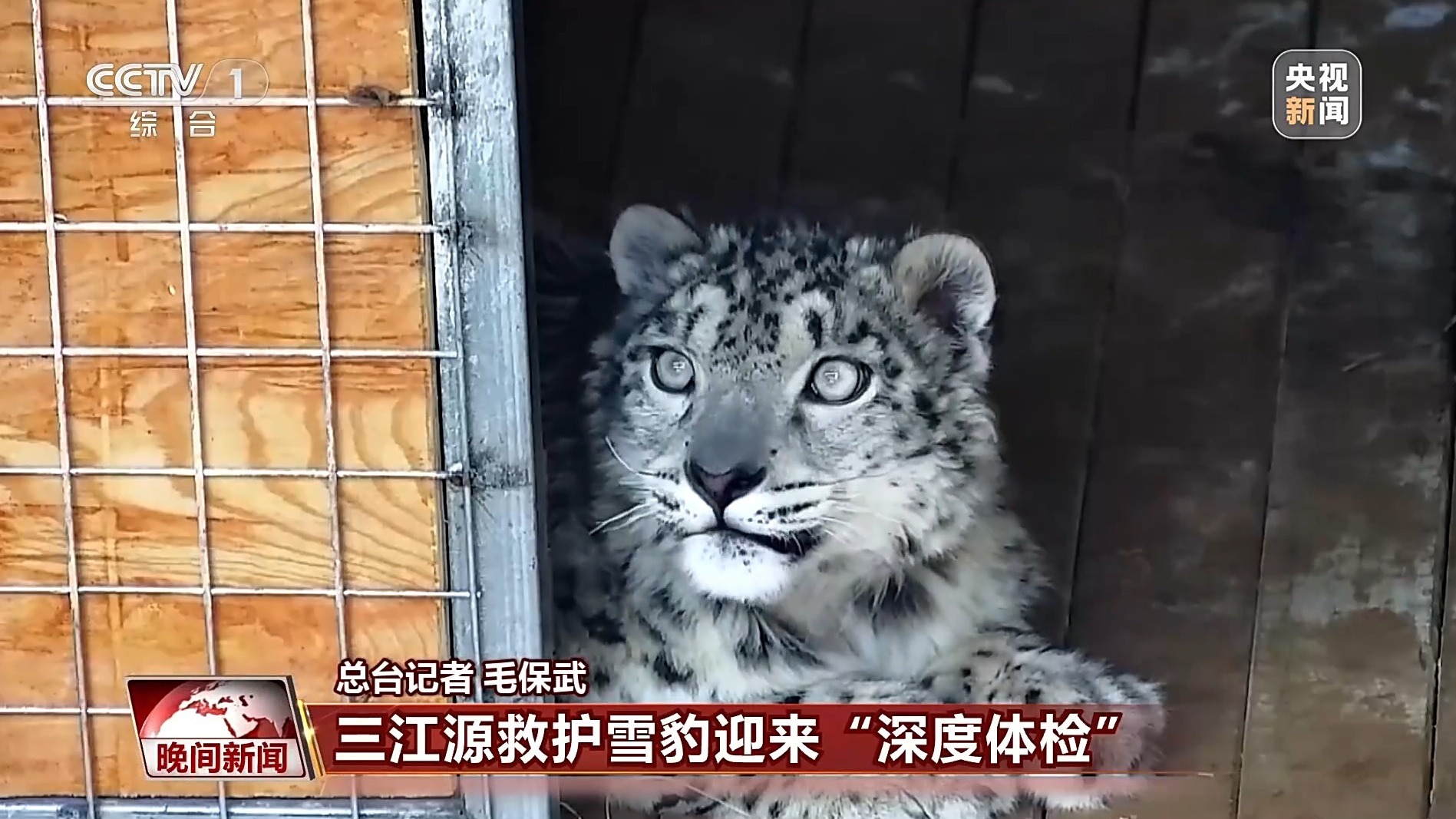 美丽中国行丨青海三只被救护雪豹迎“深度体检” 美丽中国行丨青海三只被救护雪豹迎“深度体检”