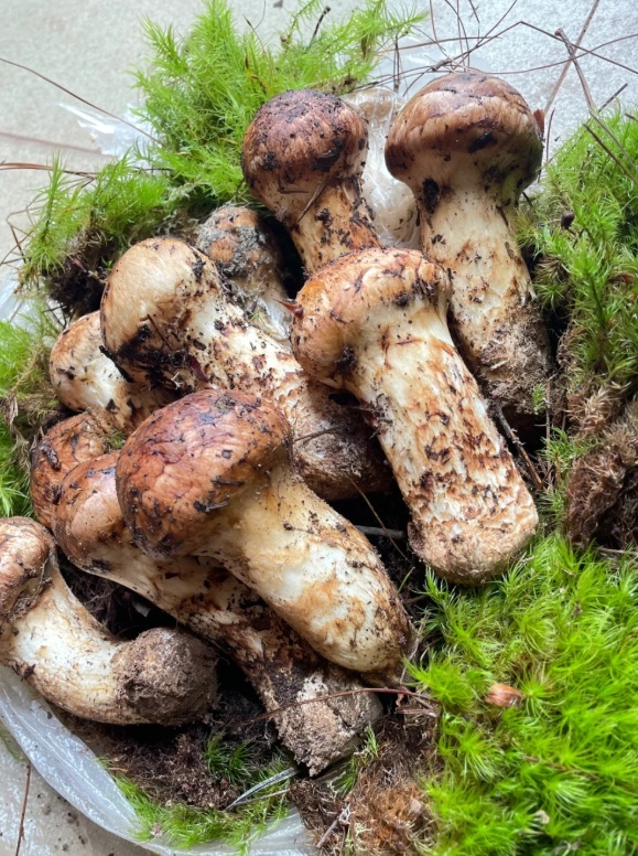 上新！云南野生菌可食菌种+5