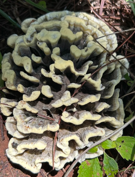 上新！云南野生菌可食菌种+5