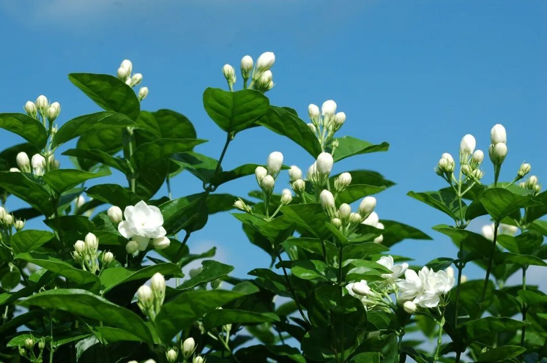 洪水侵袭 “世界茉莉花都”广西横州，茉莉花价上涨4倍，每斤最高50元！