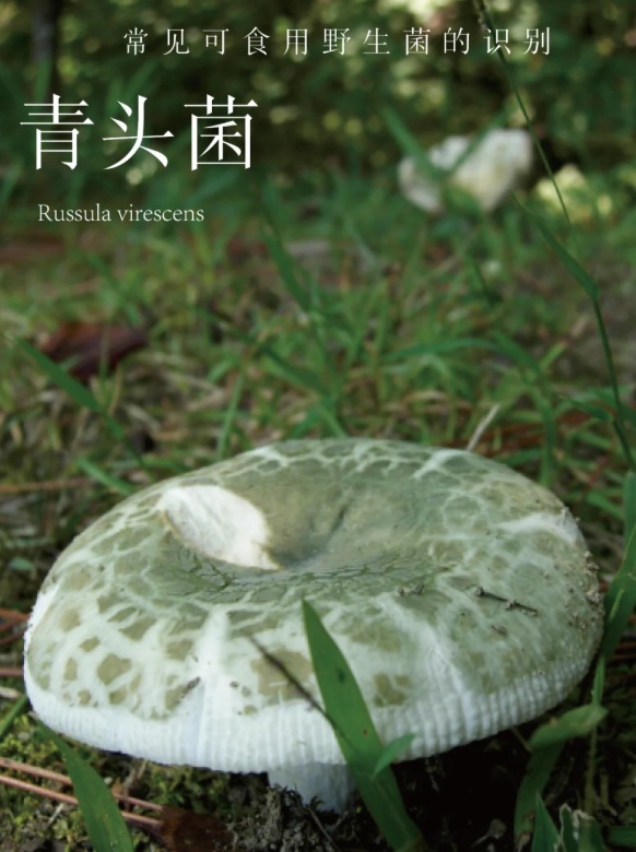 上新！云南野生菌可食菌种+5