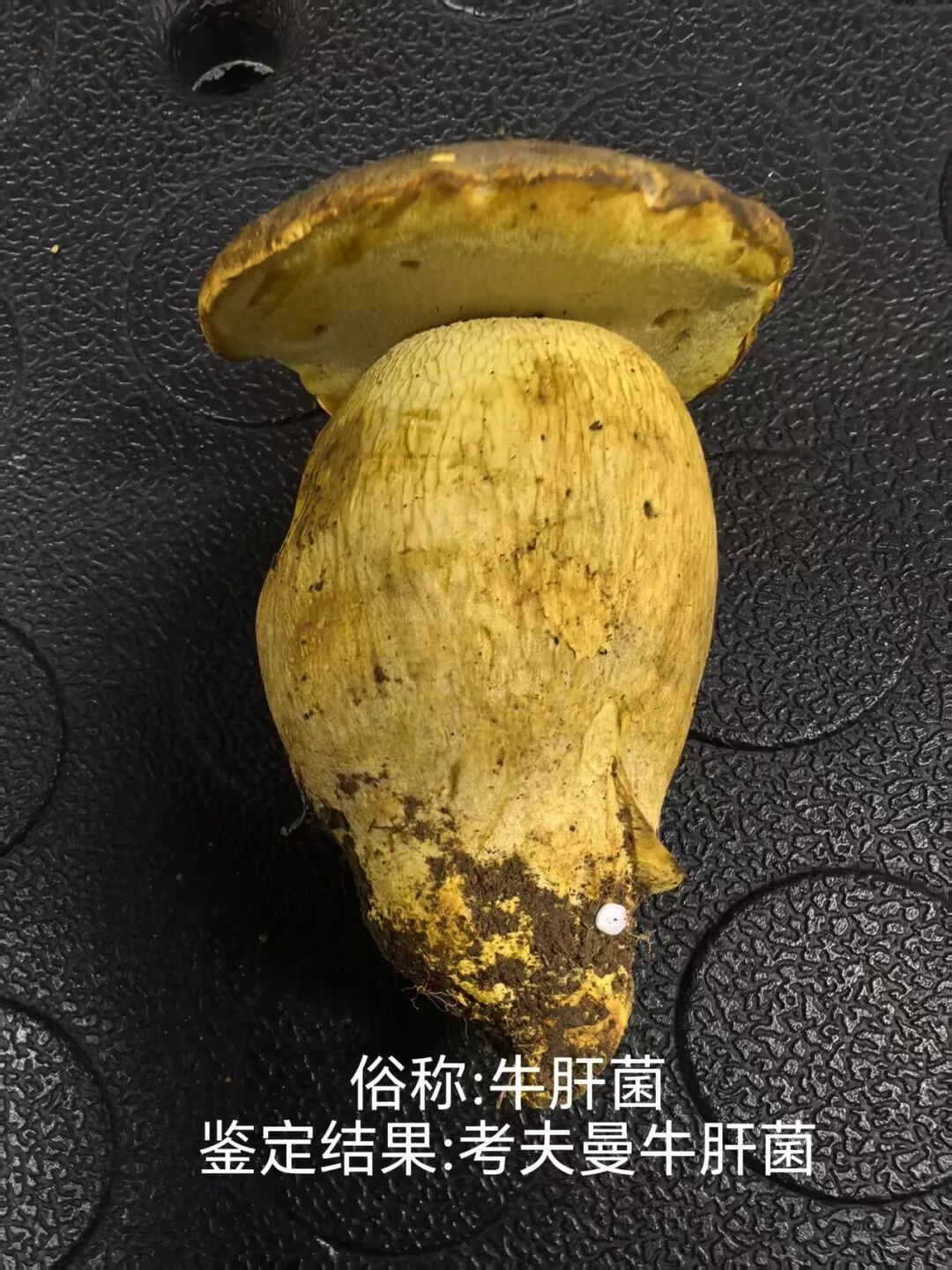 云南木水花野生菌交易中心上新5种陌生野生菌,可食用 云南木水花野生菌交易中心上新5种陌生野生菌,可食用