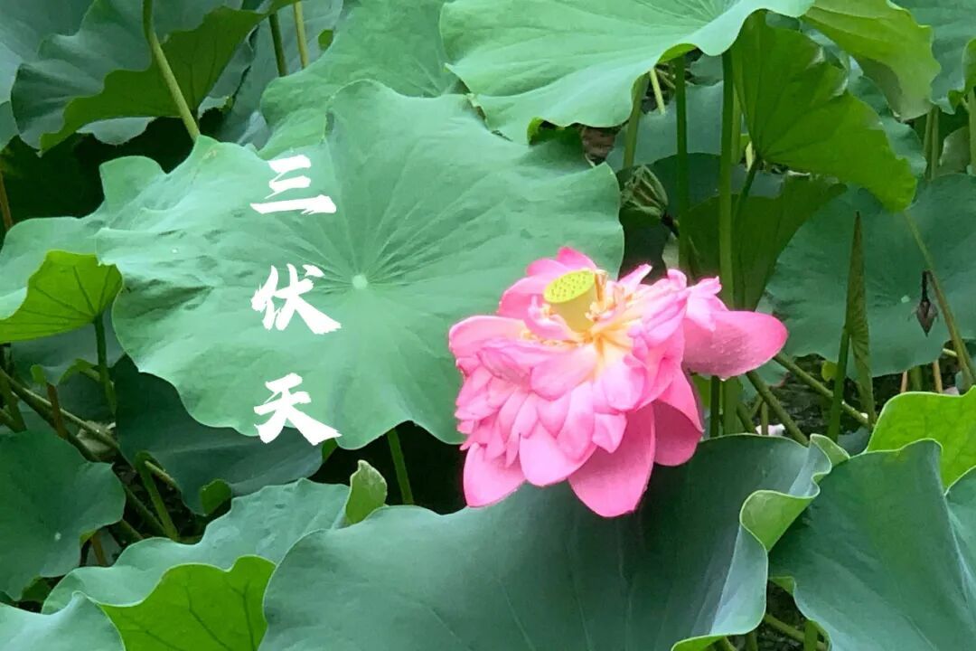 确定了,“加长版”三伏天明天开始!比去年多10天 确定了,“加长版”三伏天明天开始!比去年多10天