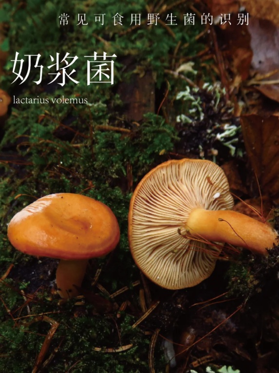 上新！云南野生菌可食菌种+5