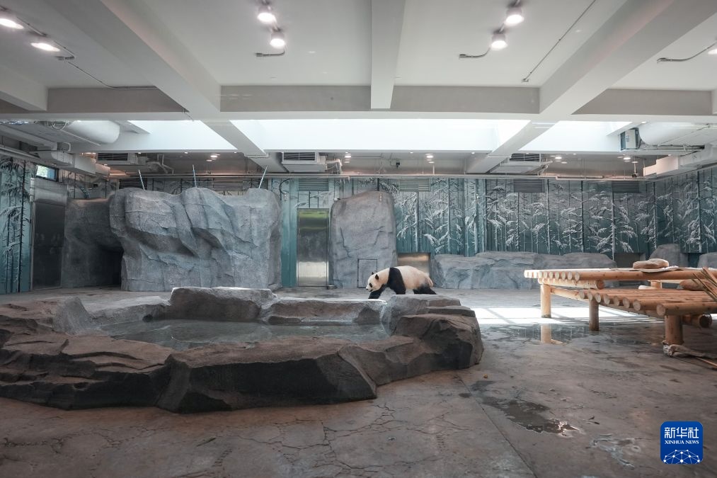 北京动物园“国宝”搬新家 北京动物园“国宝”搬新家