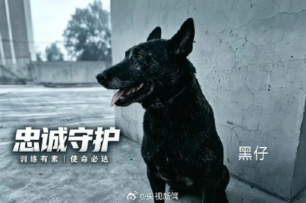 转发扩散！为3只退役军犬找新家