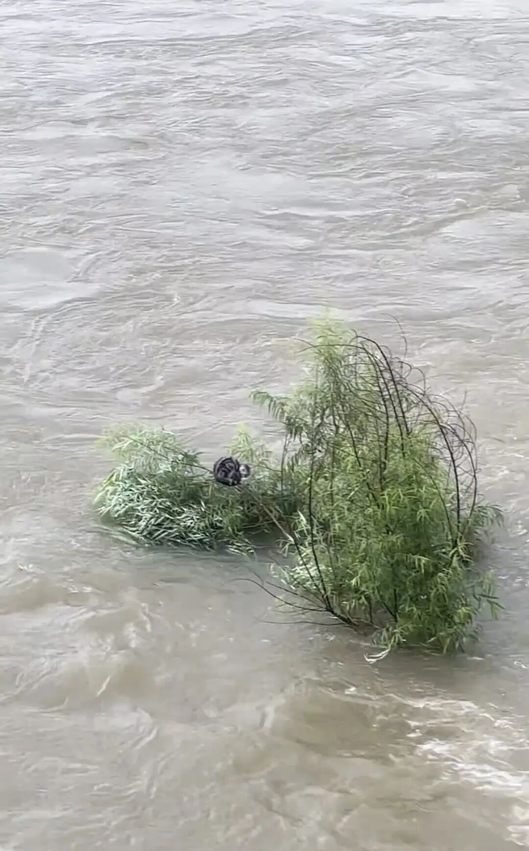 吉林洪水小猫被困江心两天，市民多次尝试无人机营救最终成功，已送宠物医院体检