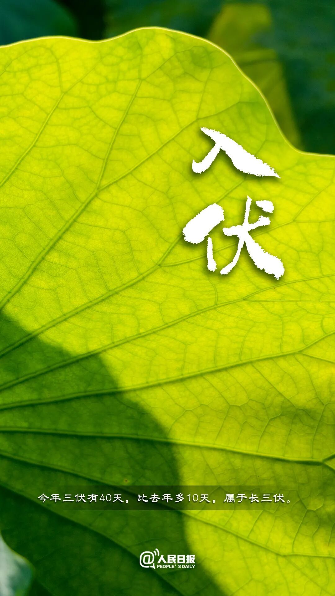 今天,入伏(有40天) 今天,入伏(有40天)