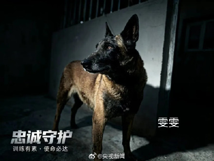 转发扩散！为3只退役军犬找新家