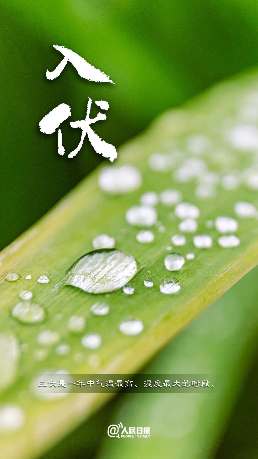 今天,入伏(有40天) 今天,入伏(有40天)