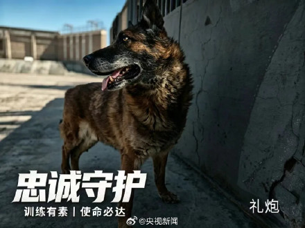 转发扩散！为3只退役军犬找新家