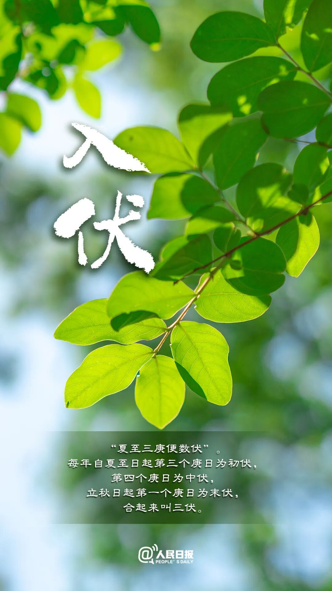 今天,入伏(有40天) 今天,入伏(有40天)