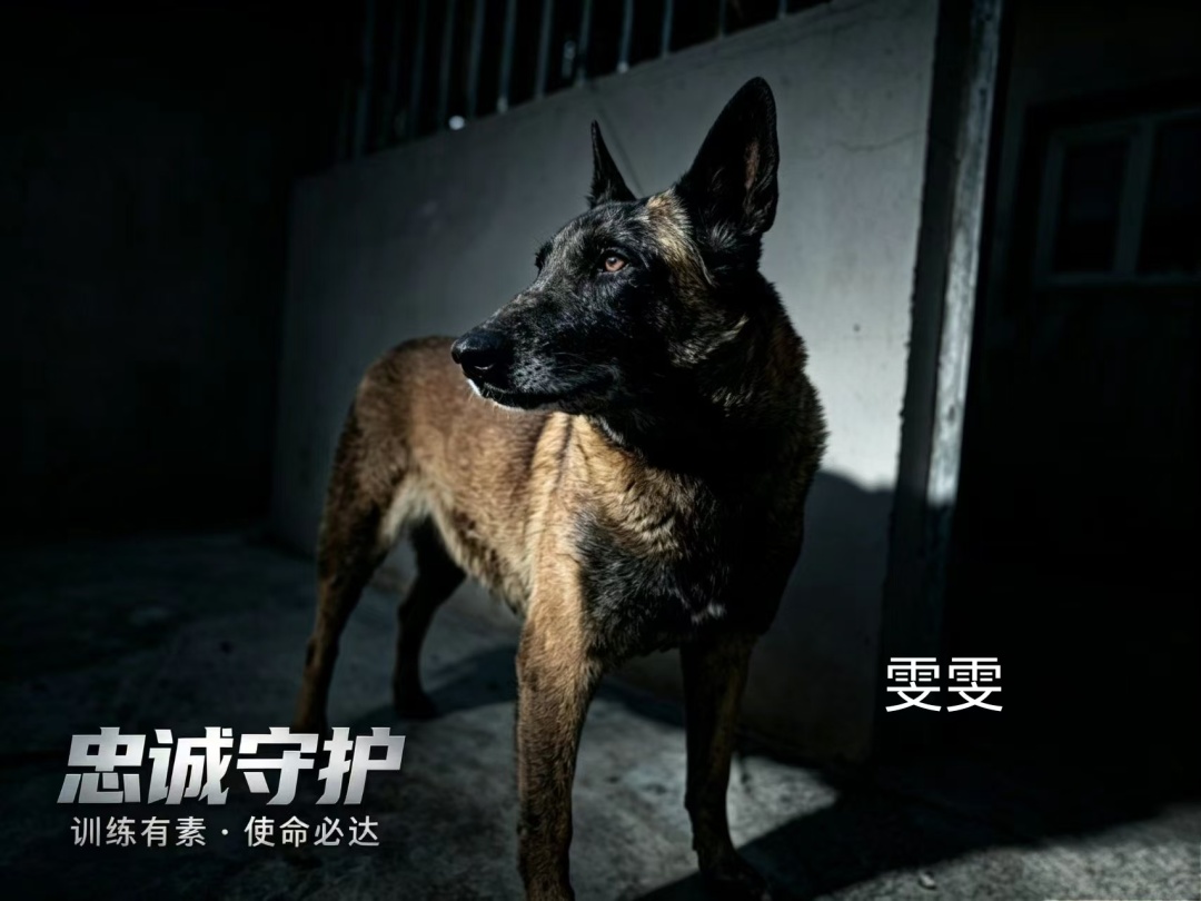 3只军犬光荣退役,等你来领养 3只军犬光荣退役,等你来领养