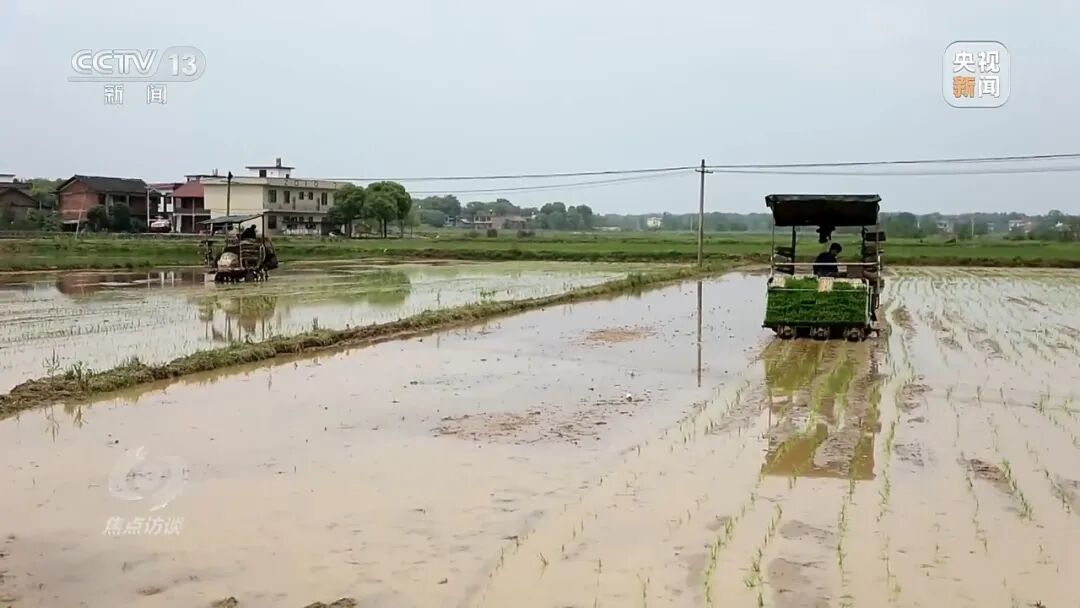 湖南江华县、镇、村三级应付检查,赤裸裸造假!起底“种在纸上”的水稻→ 湖南江华县、镇、村三级应付检查,赤裸裸造假!起底“种在纸上”的水稻→