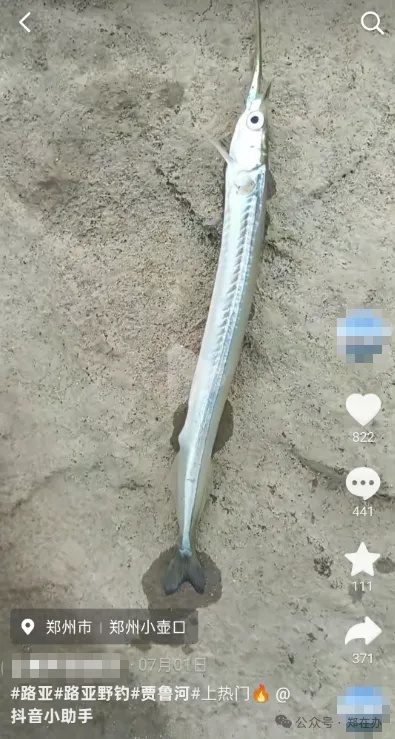河南贾鲁河出现怪鱼,嘴巴又尖又长像根针,相关专家回应 河南贾鲁河出现怪鱼,嘴巴又尖又长像根针,相关专家回应
