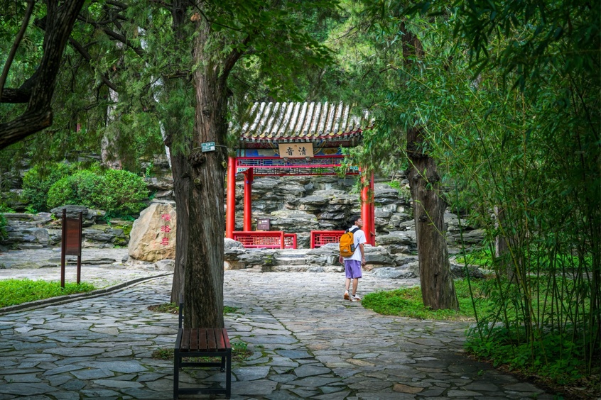 北京开启“三伏天” 香山古树示范区百年古树撑起“清凉伞” 北京开启“三伏天” 香山古树示范区百年古树撑起“清凉伞”