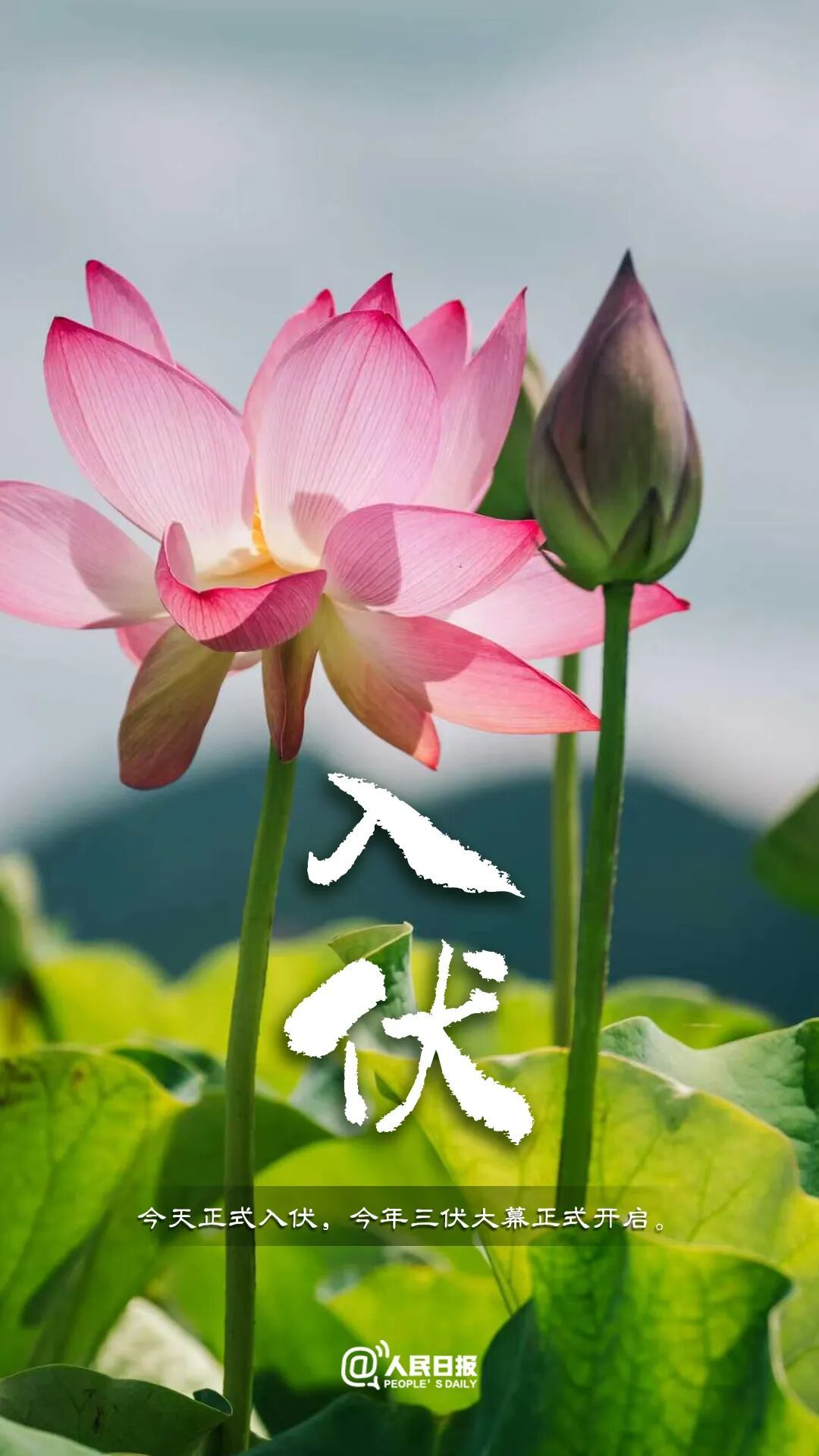 今天,入伏(有40天) 今天,入伏(有40天)