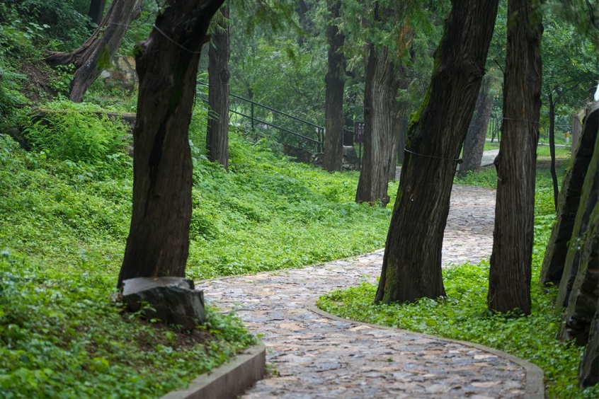 北京开启“三伏天” 香山古树示范区百年古树撑起“清凉伞” 北京开启“三伏天” 香山古树示范区百年古树撑起“清凉伞”