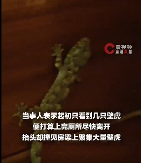 女子在三亚景区上厕所时,被满墙壁虎集体围观!景区回应 女子在三亚景区上厕所时,被满墙壁虎集体围观!景区回应
