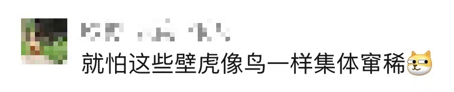 女子在三亚景区上厕所时,被满墙壁虎集体围观!景区回应 女子在三亚景区上厕所时,被满墙壁虎集体围观!景区回应