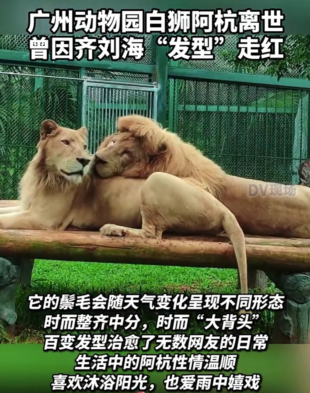 广州动物园“发型狮”离世，“它相当于百岁老人，最后时光很温柔，很坚强”