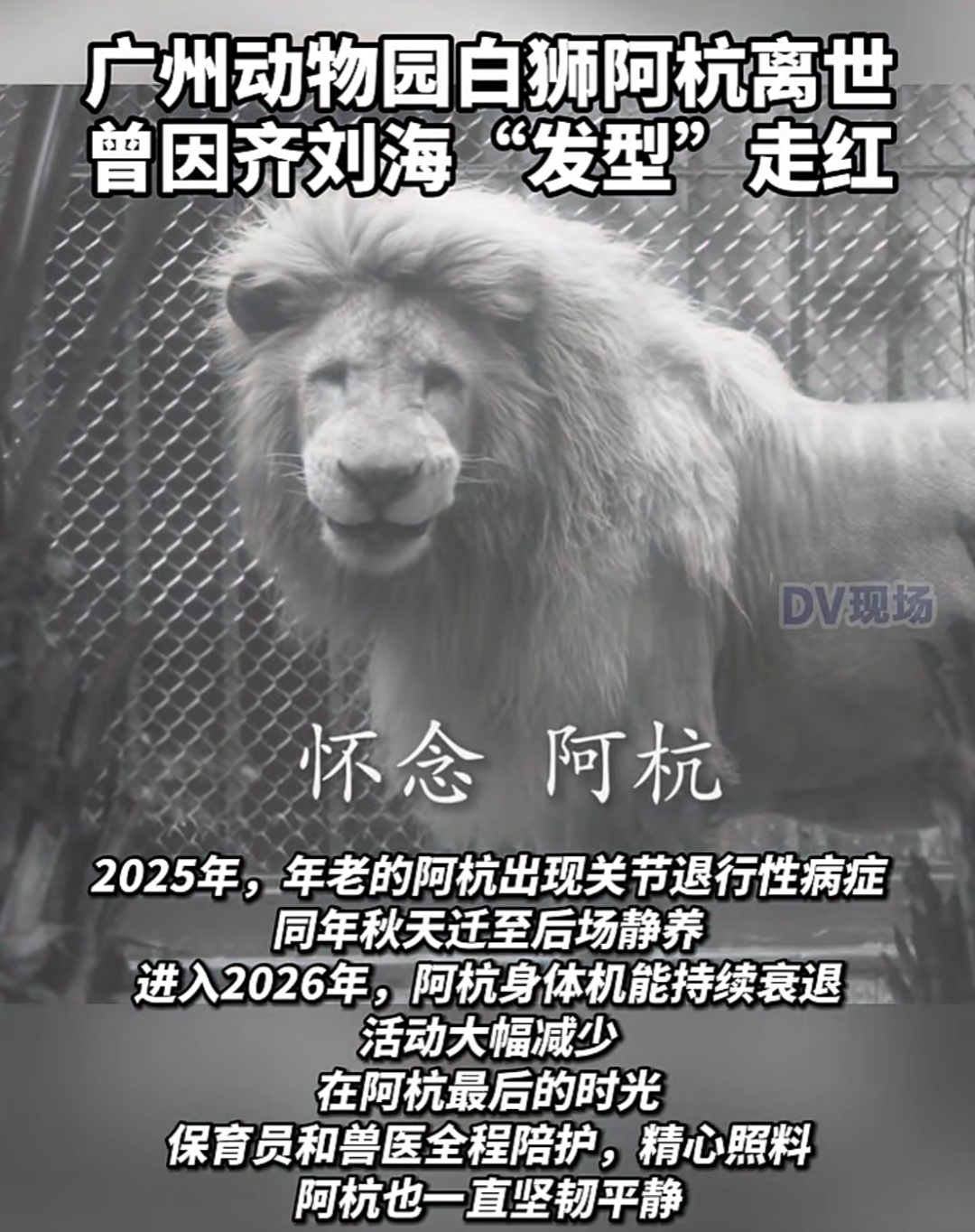 广州动物园“发型狮”离世，“它相当于百岁老人，最后时光很温柔，很坚强”