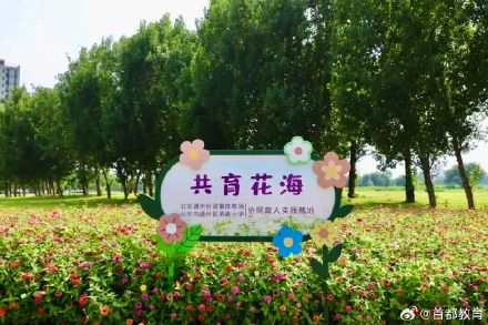 北京小学生种出30亩浪漫花海