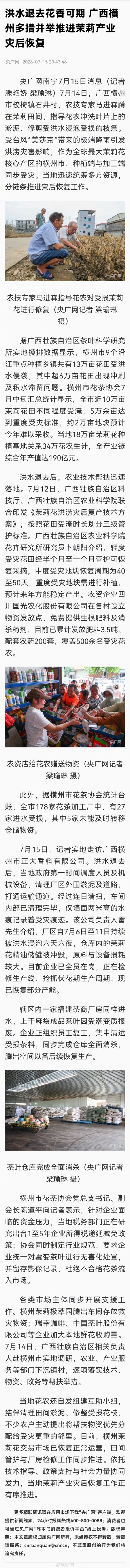 广西横州茉莉产业正在恢复中 广西横州茉莉产业正在恢复中