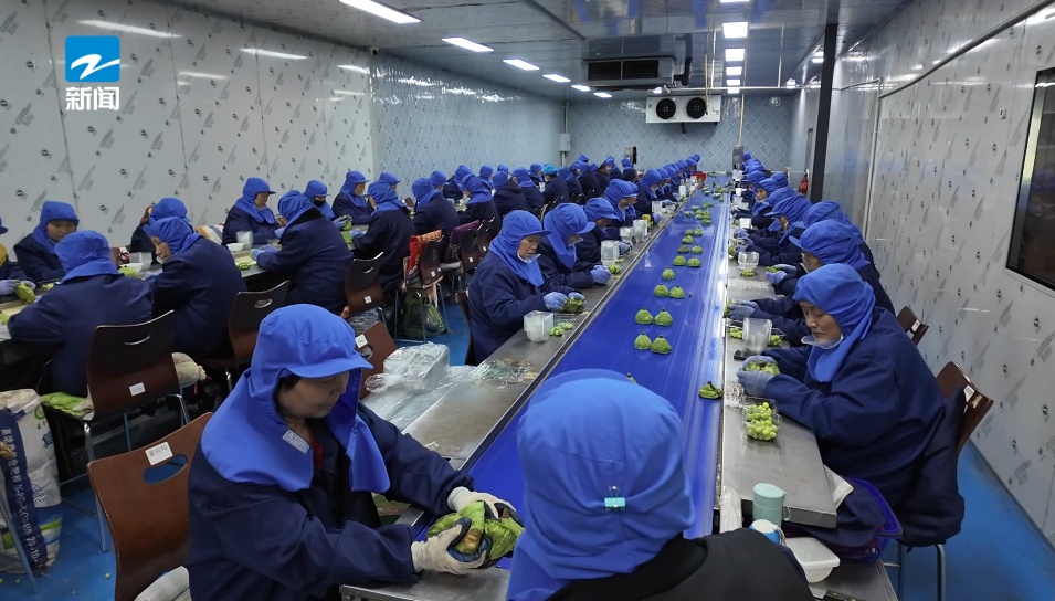 聊着天就把钱赚了！浙江78岁奶奶15℃恒温车间里剥莲子，收入过万！
