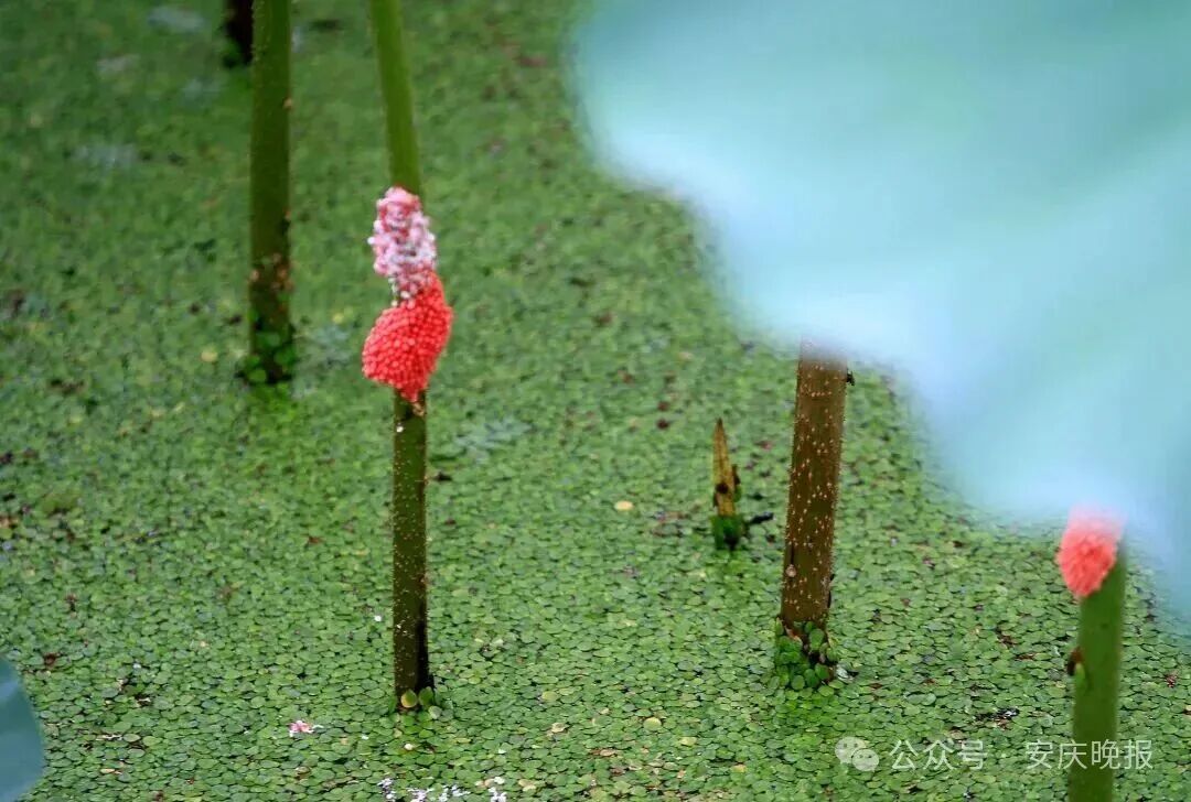 提醒!安庆多处水域出现粉红色颗粒状物,发现请及时上报 提醒!安庆多处水域出现粉红色颗粒状物,发现请及时上报