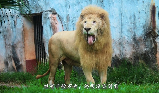 广州网红发型狮,"齐刘海"的阿杭去世!已是狮中"长寿老人" 广州网红发型狮,"齐刘海"的阿杭去世!已是狮中"长寿老人"