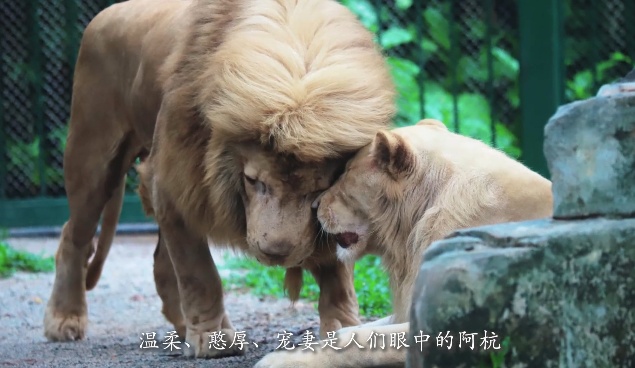 广州网红发型狮,"齐刘海"的阿杭去世!已是狮中"长寿老人" 广州网红发型狮,"齐刘海"的阿杭去世!已是狮中"长寿老人"