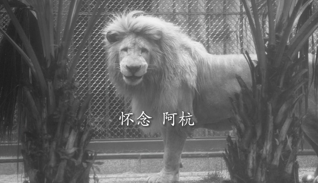 广州网红发型狮,"齐刘海"的阿杭去世!已是狮中"长寿老人" 广州网红发型狮,"齐刘海"的阿杭去世!已是狮中"长寿老人"