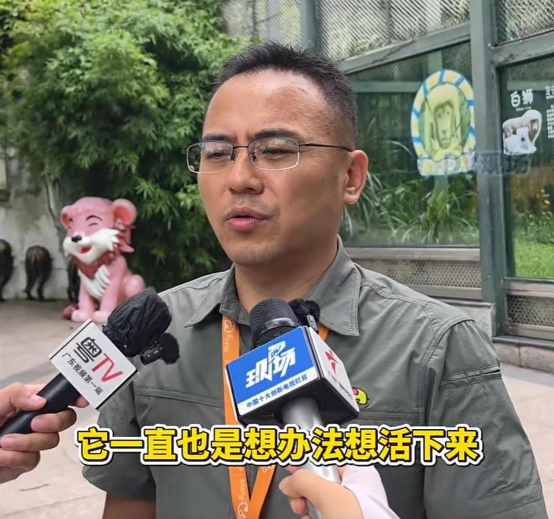 广州动物园“发型狮”离世，“它相当于百岁老人，最后时光很温柔，很坚强”