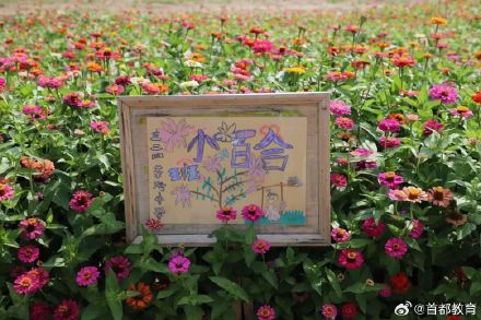 北京小学生种出30亩浪漫花海