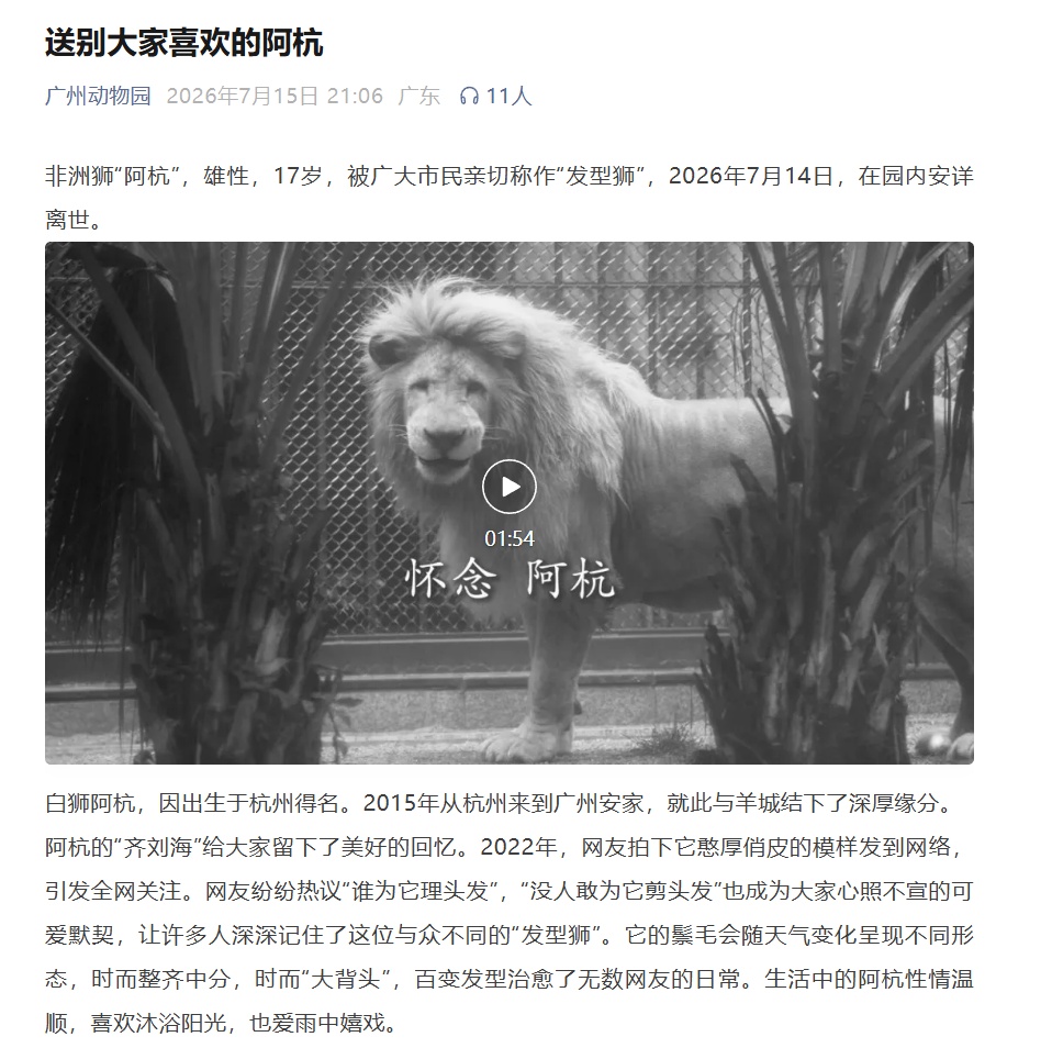 广州动物园网红白狮阿杭,“在园内安详离世”,雄性,17岁,曾因“齐刘海发型”走红 广州动物园网红白狮阿杭,“在园内安详离世”,雄性,17岁,曾因“齐刘海发型”走红