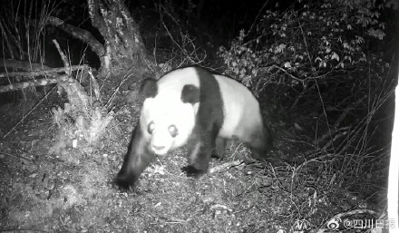 四川绵竹片区野生大熊猫监测数量增至11只 四川绵竹片区野生大熊猫监测数量增至11只
