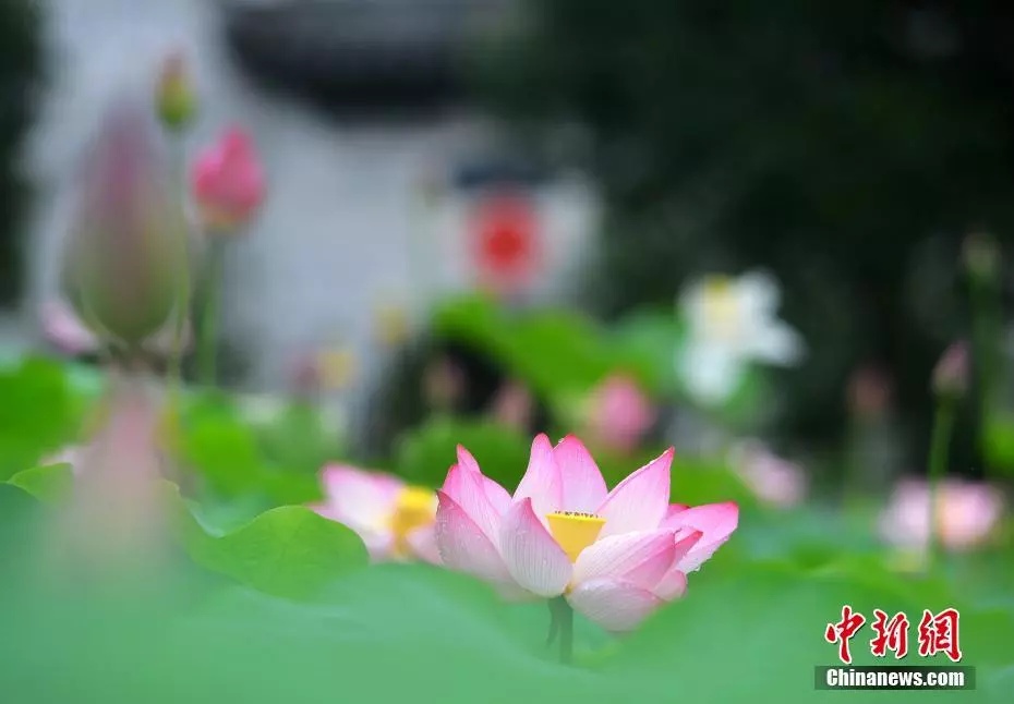 做错这件事,三伏天越减越“肥” 做错这件事,三伏天越减越“肥”