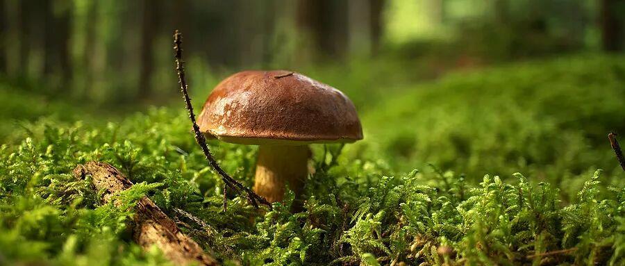 伏天食物中毒事件高发 警惕这几类饮食风险 伏天食物中毒事件高发 警惕这几类饮食风险