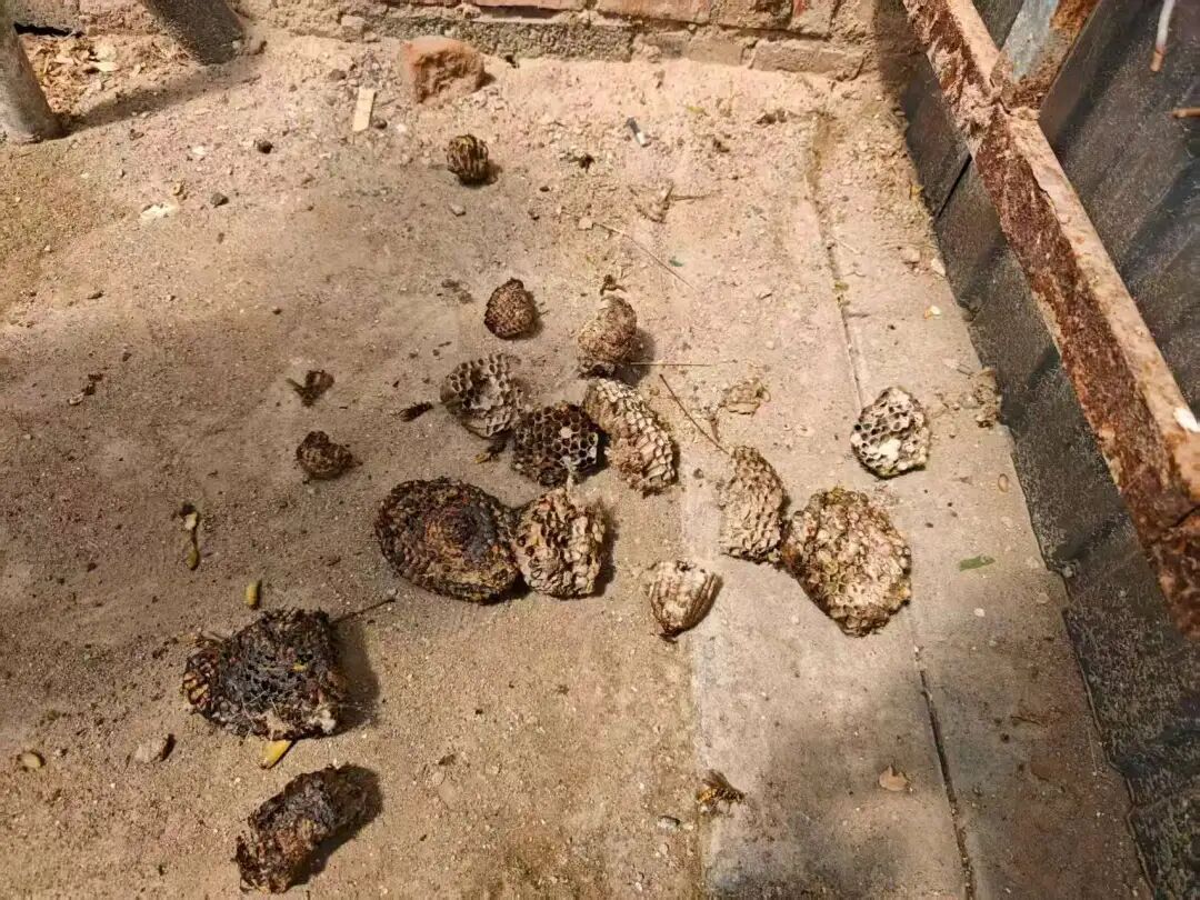 一天连摘12个马蜂窝 昌平消防提醒:发现蜂窝要谨慎处理 一天连摘12个马蜂窝 昌平消防提醒:发现蜂窝要谨慎处理
