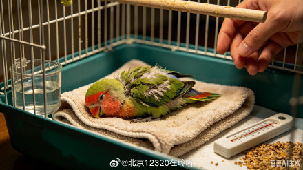鹦鹉感冒、主人肺炎,“鹦鹉热”是种什么病? 鹦鹉感冒、主人肺炎,“鹦鹉热”是种什么病?