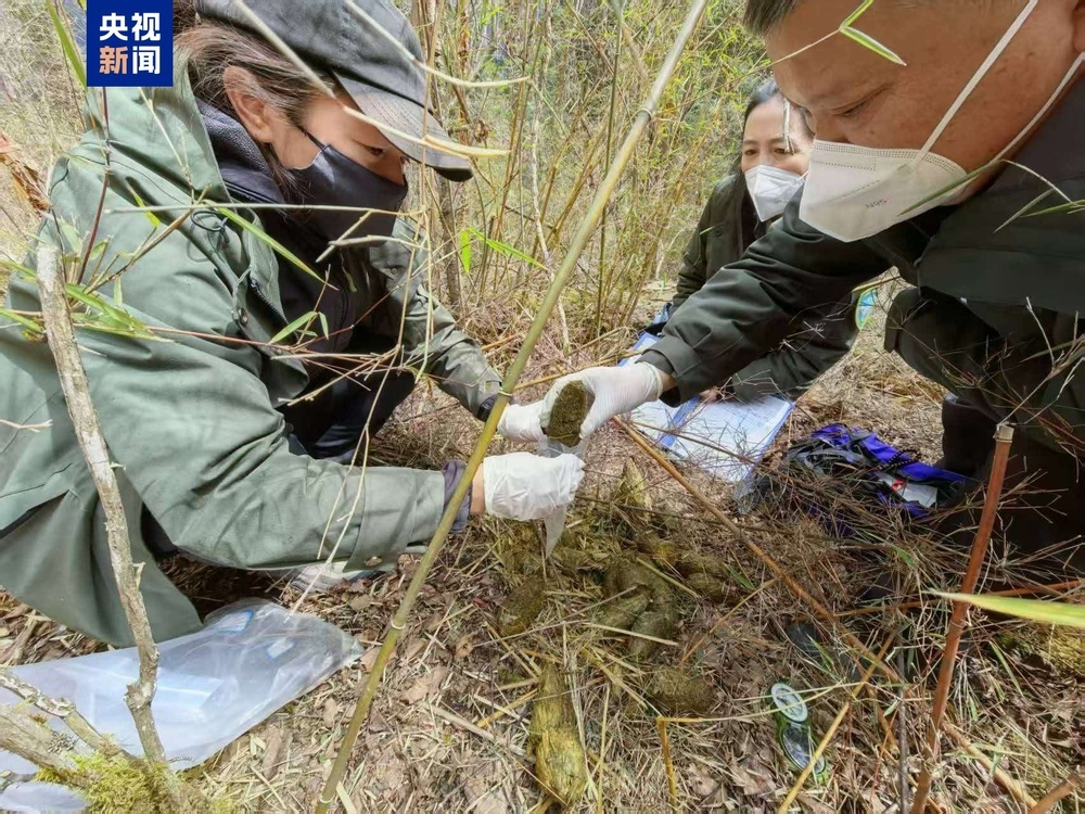 生态回暖 两只野生大熊猫先后现身九寨沟 生态回暖 两只野生大熊猫先后现身九寨沟