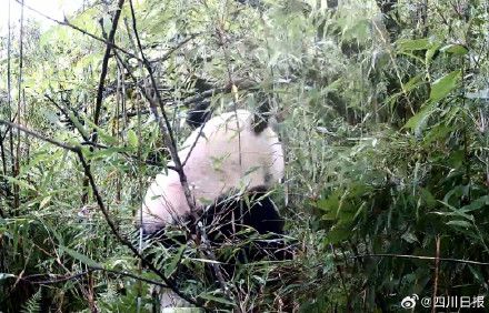四川绵竹片区野生大熊猫监测数量增至11只 四川绵竹片区野生大熊猫监测数量增至11只