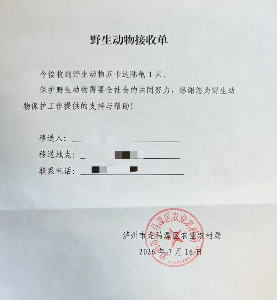 四川小伙小区水池捡到苏卡达陆龟,被证实为国家二级保护动物,当事人:已送农业农村局 四川小伙小区水池捡到苏卡达陆龟,被证实为国家二级保护动物,当事人:已送农业农村局